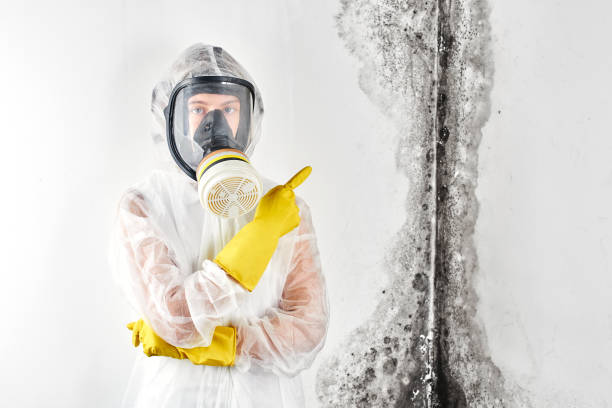 Why You Should Choose Our Mold Remediation Services in Morgandale, OH